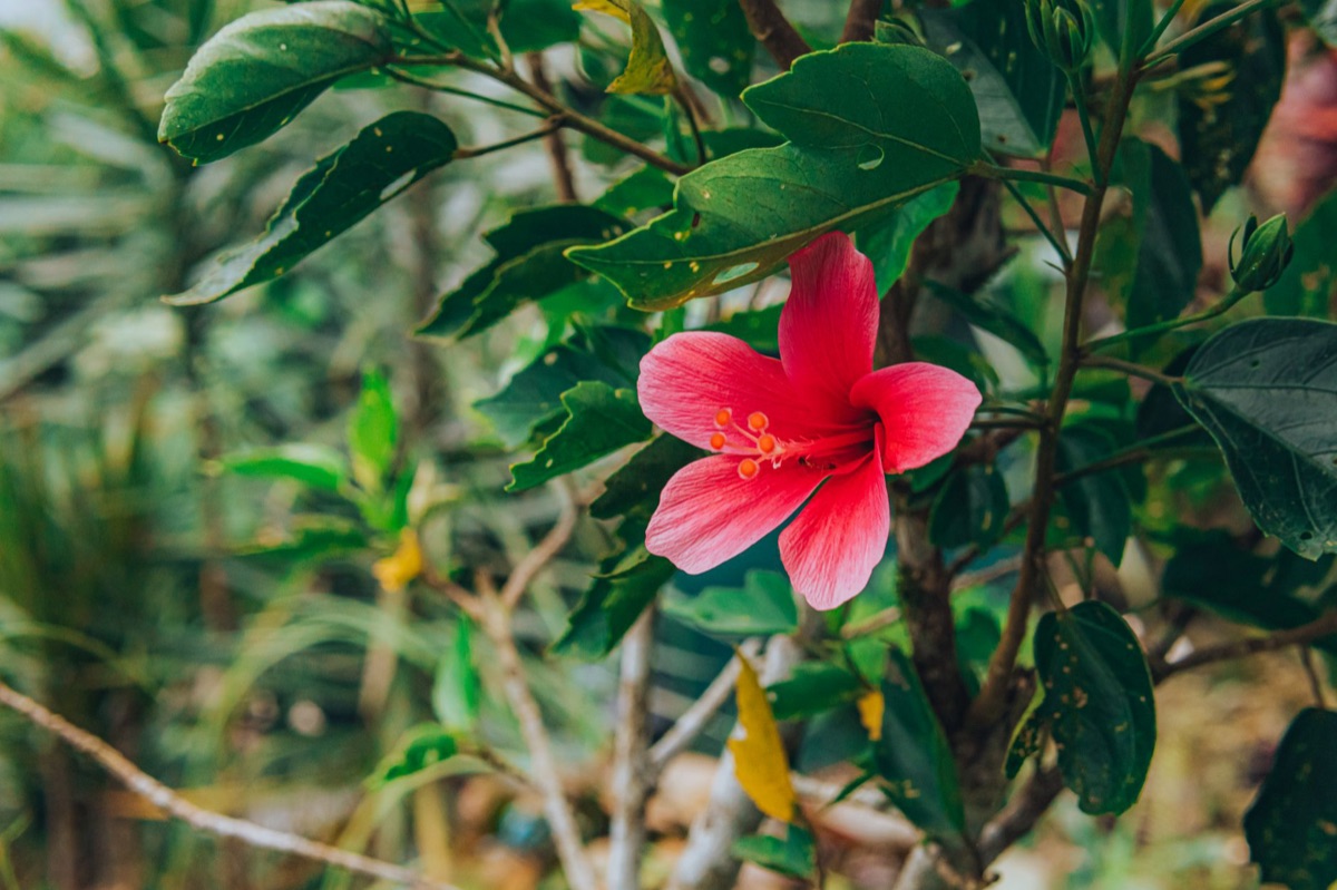 Okinawa seasonal flowers