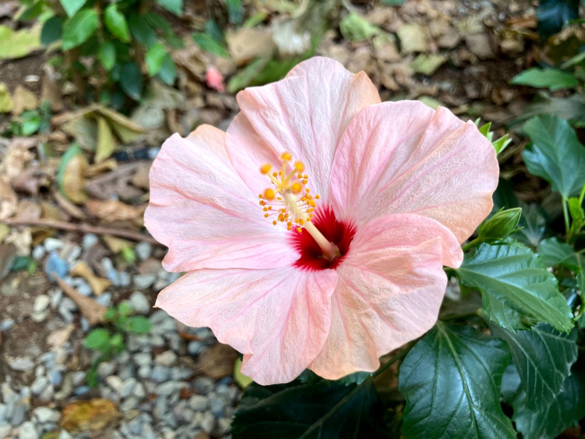 Okinawa seasonal flowers