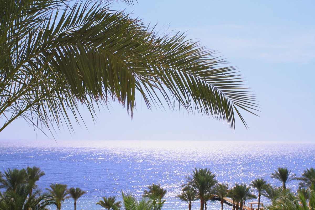 paisaje tropical con palmeras y vista al mar