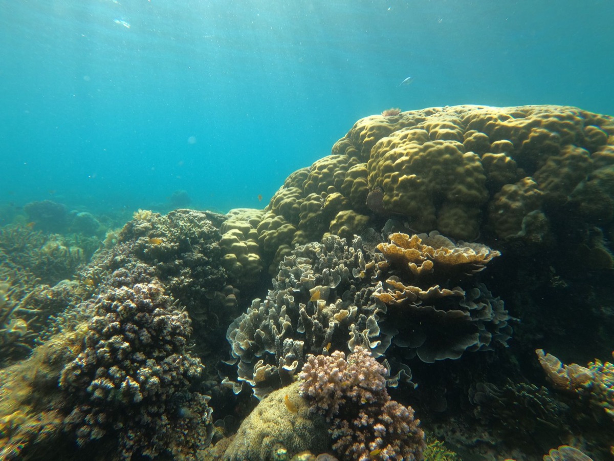 Okinawa Underwater Coral Forest