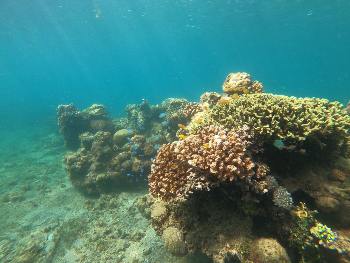 Okinawa underwater coral reef