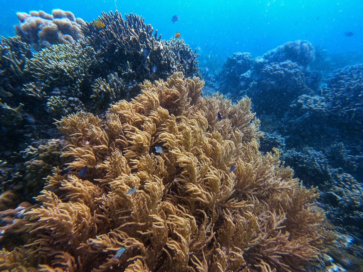 Mar azul de Okinawa