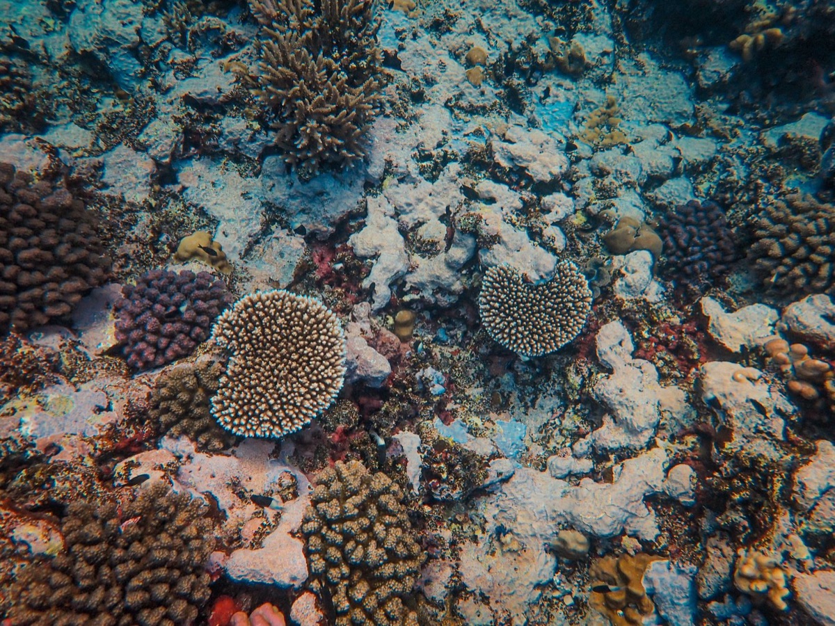 Okinawa underwater coral reef