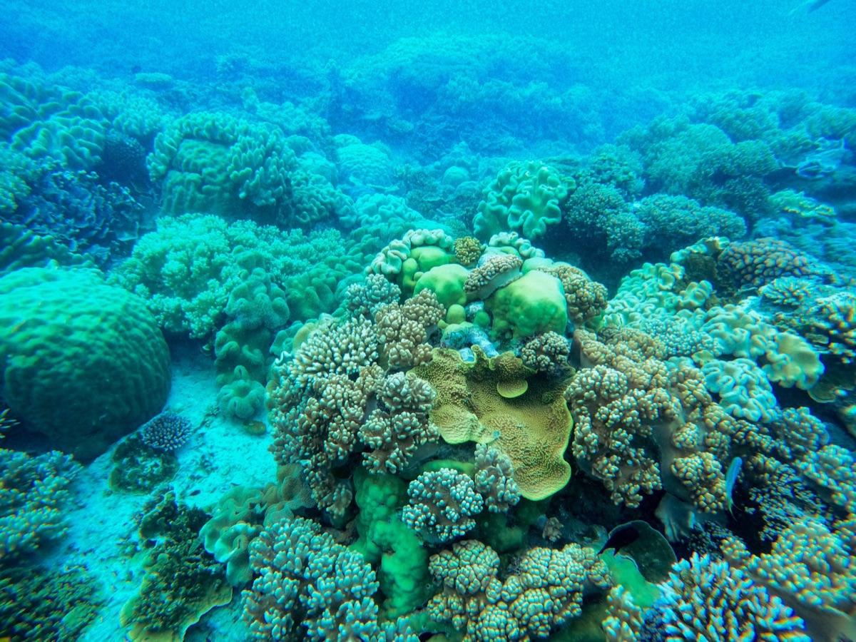 Okinawa coral reef underwater