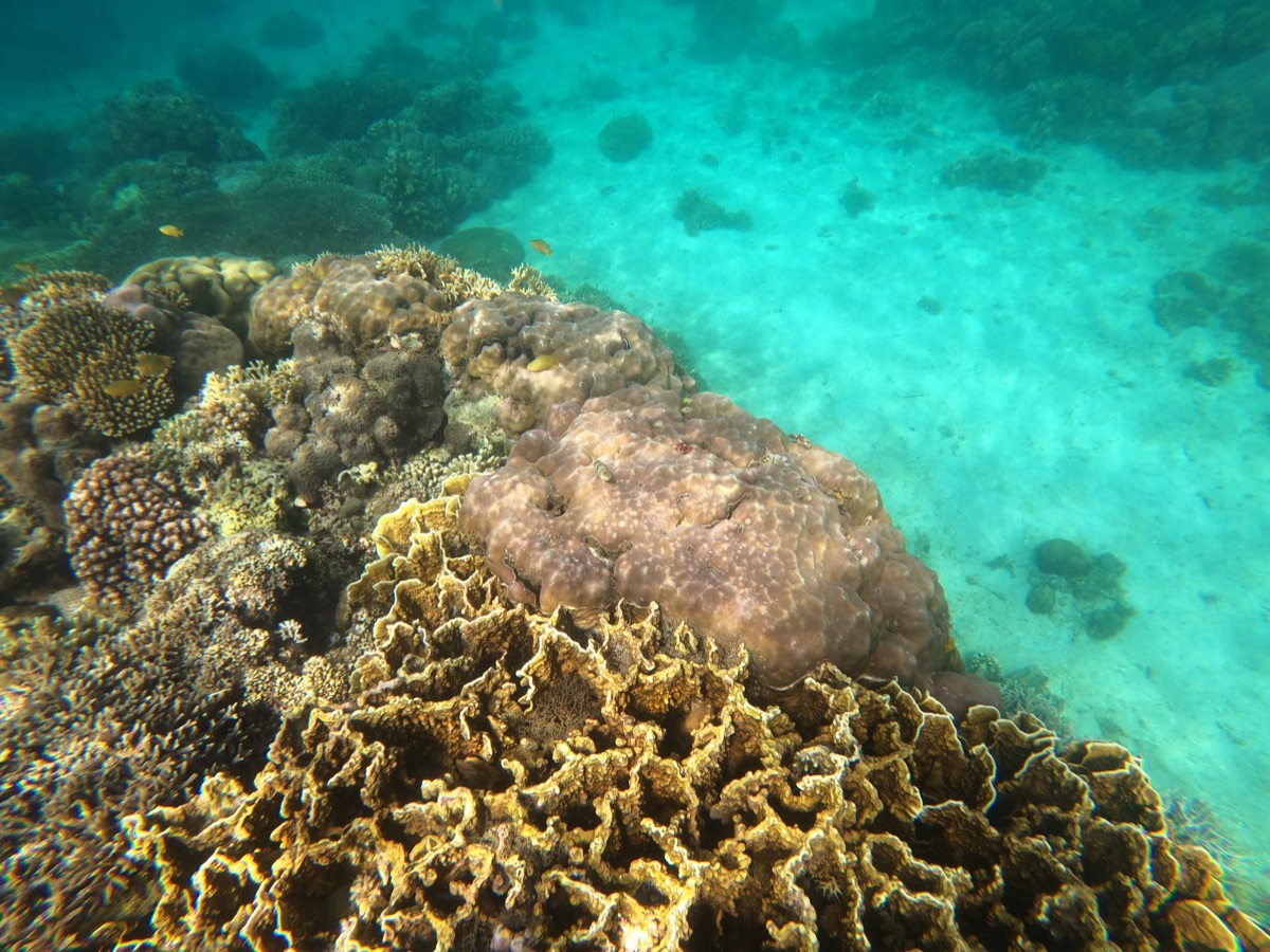 okinawa underwater coral reef