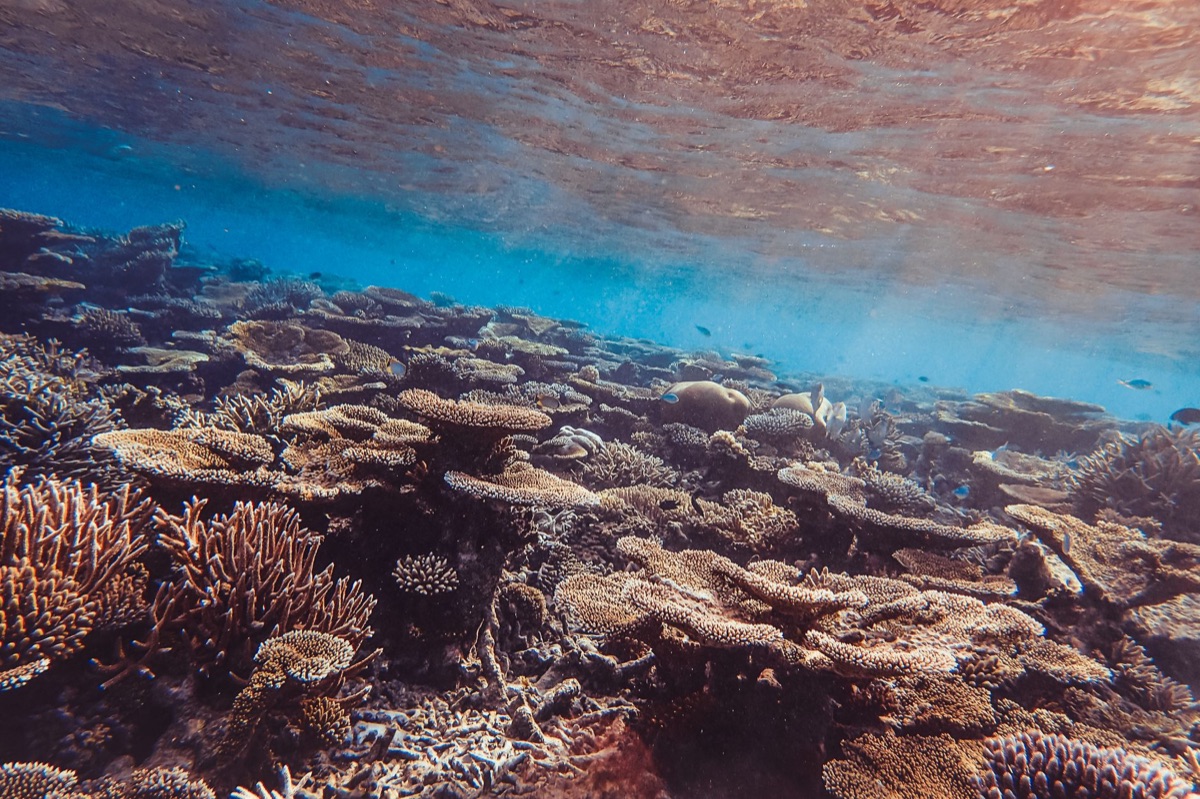 Okinawa onderwaterkorallenreef