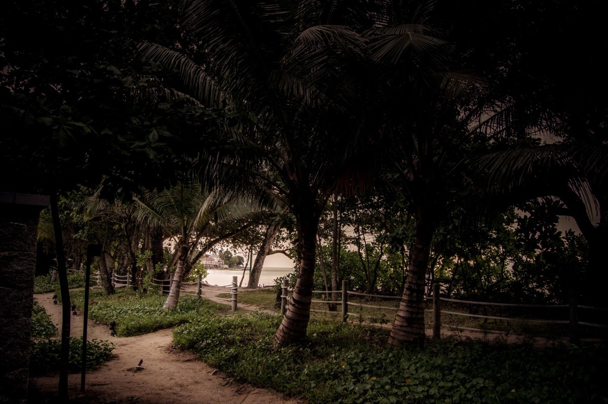 okinawa hiking trail with palm trees