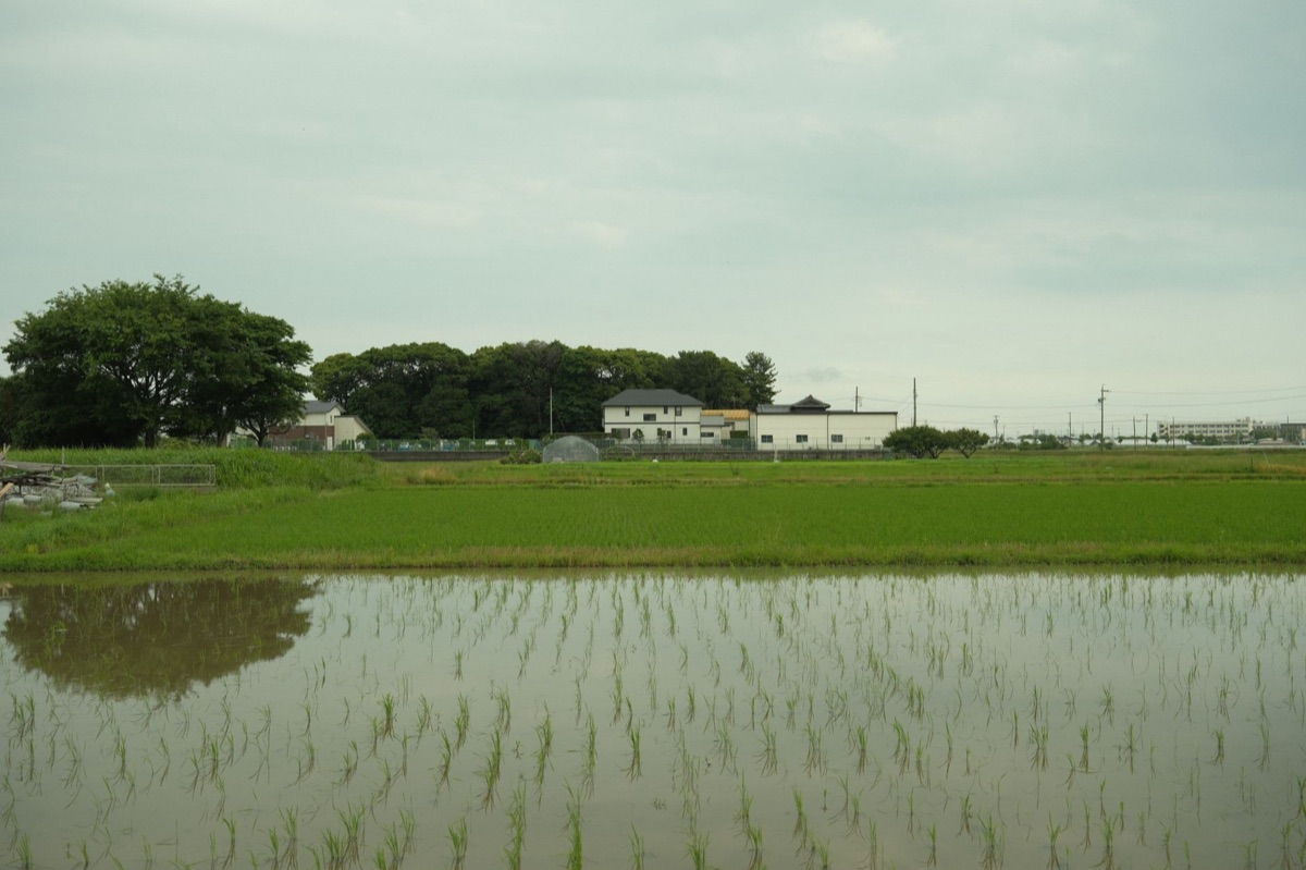 okinawan village with rice fields and traditional thatched roof houses