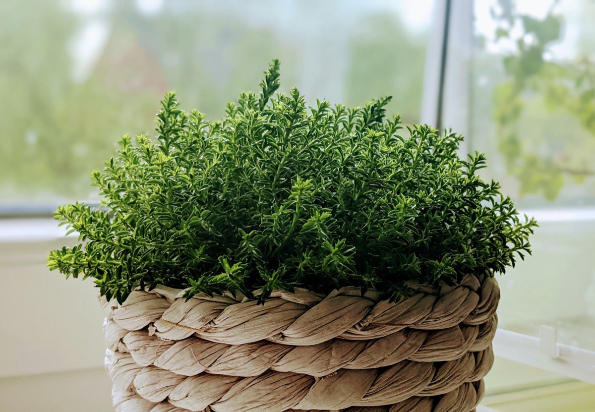 Panier tressé contenant des herbes rafraîchissantes d'Okinawa.