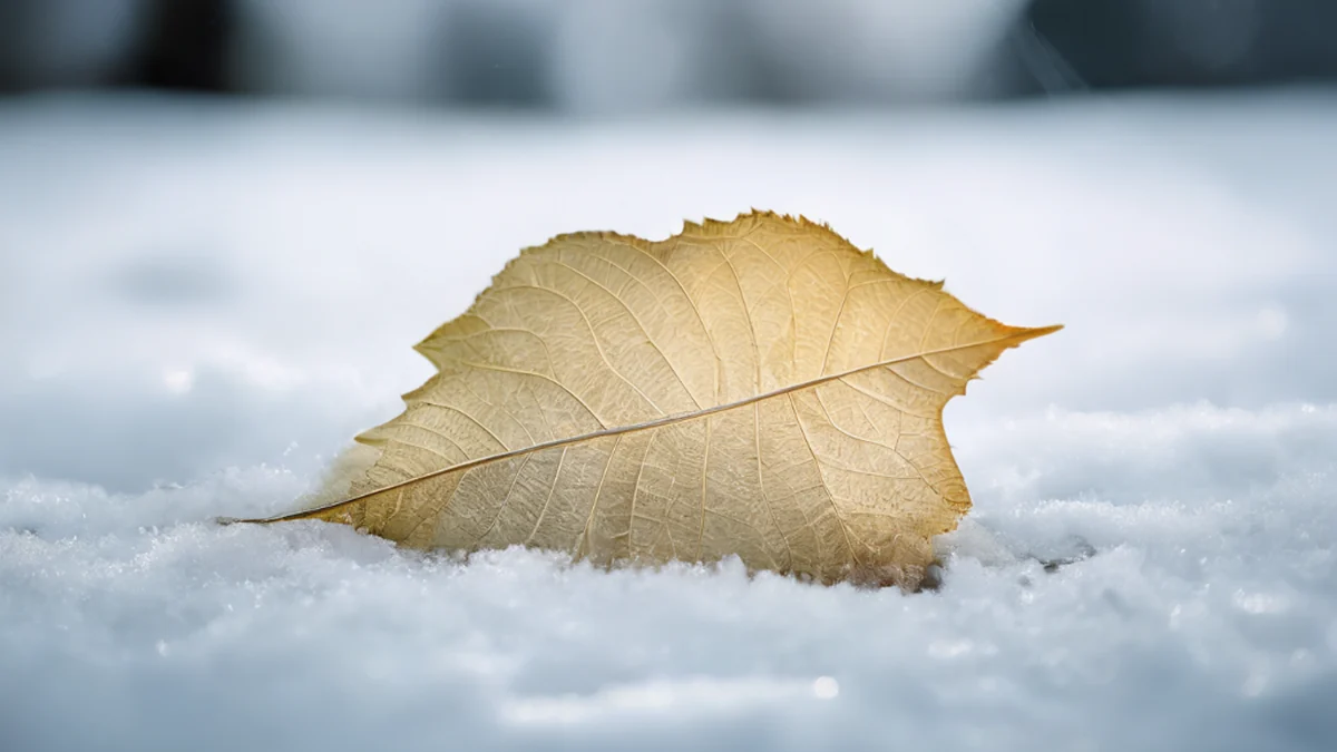 白いふわふわした葉っぱで、雪のように見えます。