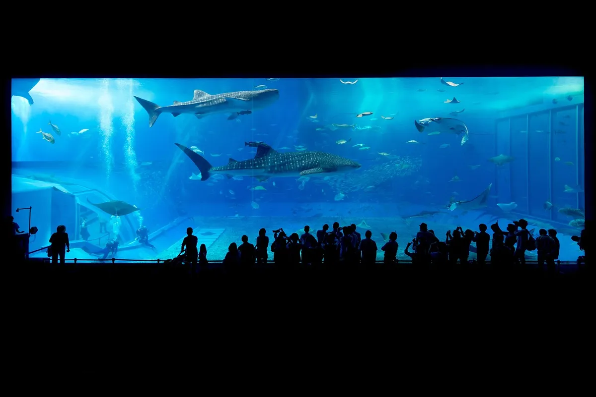 aquarium, sharks, okinawa, japan, fish tank, animals, marine animals, nature, people, crowd, aquarium, aquarium, aquarium, aquarium, aquarium