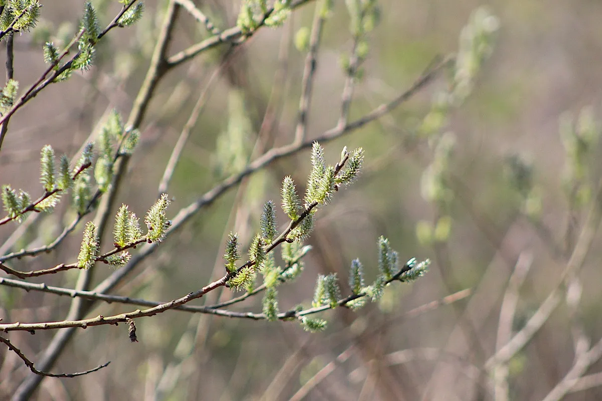 nature, plants, macro photography, closeup, base, willow, spring